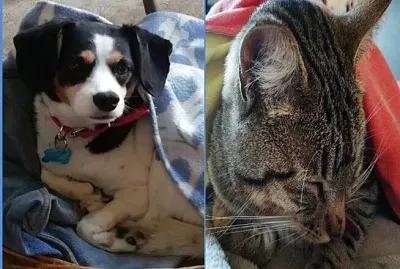 Mascotas