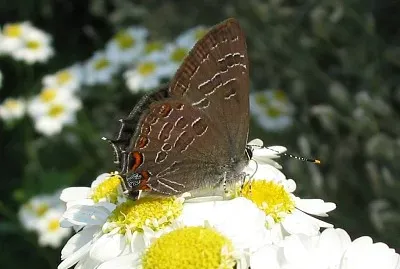 Satyrium liparops jigsaw puzzle
