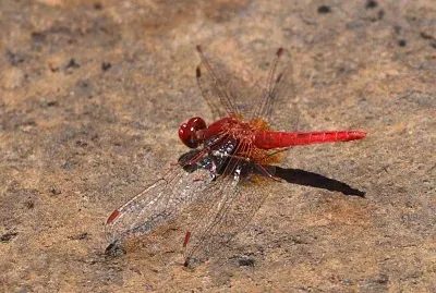 Crocothemis sanguinolenta