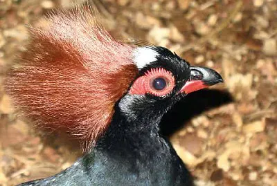 Pernice crestata