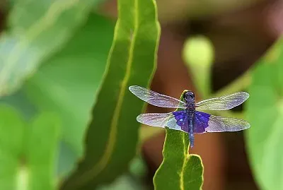 Rhyothemis semihyalina