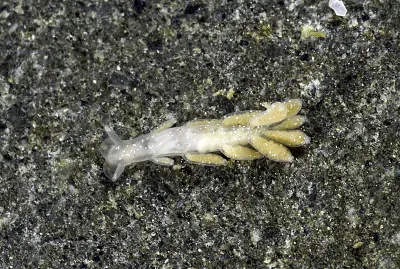 Embletonia pulcra jigsaw puzzle