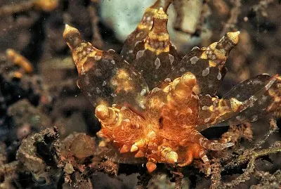 Eubranchus mandaparmensis