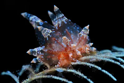 Eubranchus ocellatus