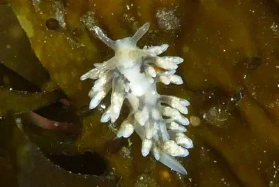 Eubranchus rupium
