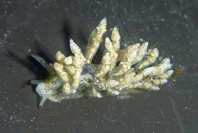 Eubranchus rustys
