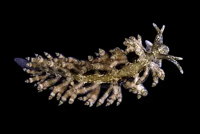 Eubranchus vittatus