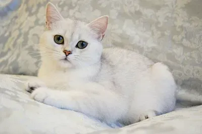 British shortair black silver shaded