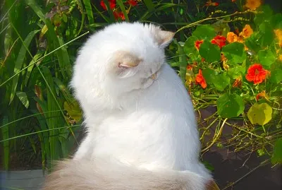 Chocolate silver shaded