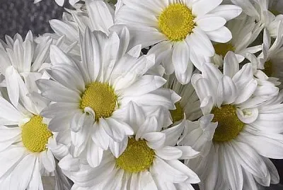 WHITE jigsaw puzzle