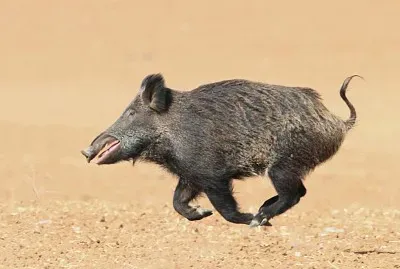 ×’×œ×• ××ª ×”×—×™×”