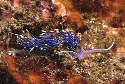 Facelina coronata