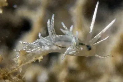Facelina dubia