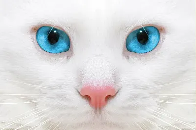 GATITOS