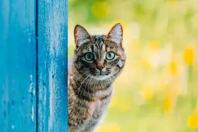 GATITOS