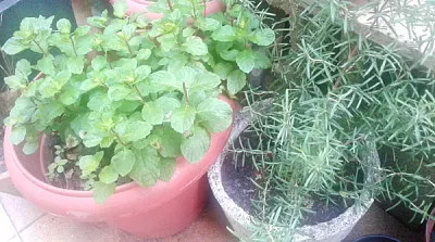 Vaso de Hortelã e Alecrim