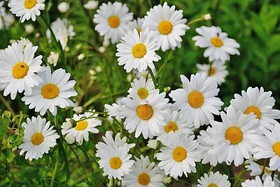 imagem jigsaw puzzle