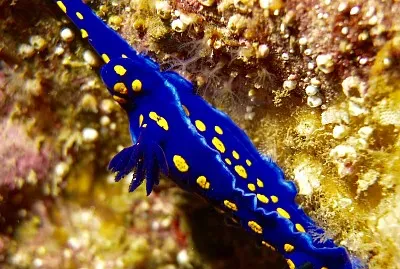 Felimare californiensis