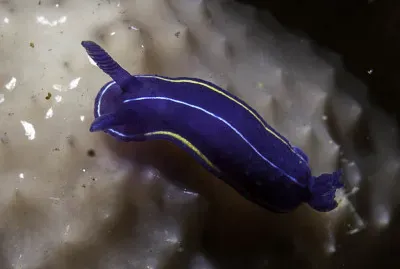 Felimare orsinii jigsaw puzzle