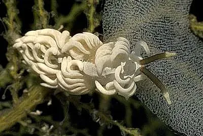 Favorinus branchialis