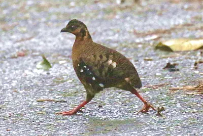 Pernice dal pettorosso