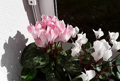 Cyclamen jigsaw puzzle