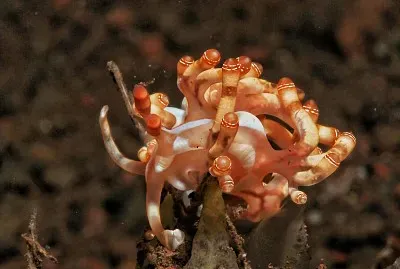 Flabellina bilas