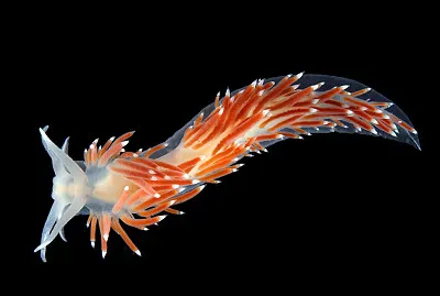 Flabellina browni jigsaw puzzle