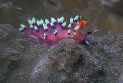 Flabellina exoptata jigsaw puzzle