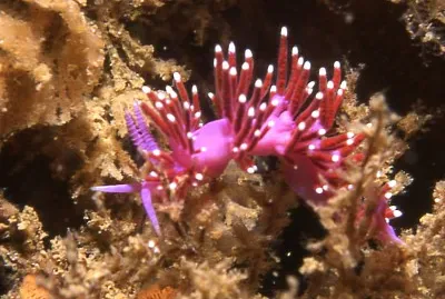 Flabellina funeka