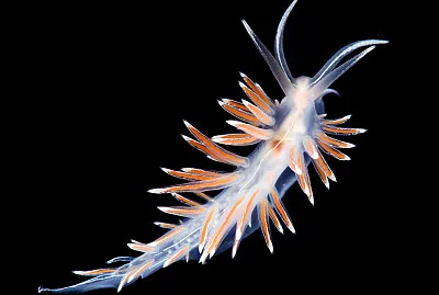 Flabellina lineata