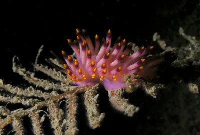 Flabellina pedata