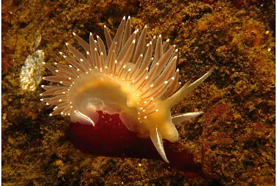 Flabellina trophina