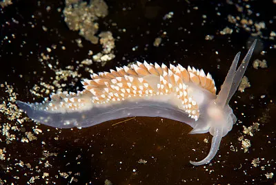 Flabellina verrucosa
