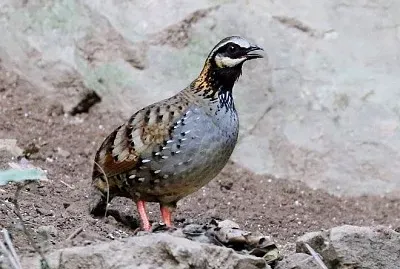 Pernice dalle guancebianche