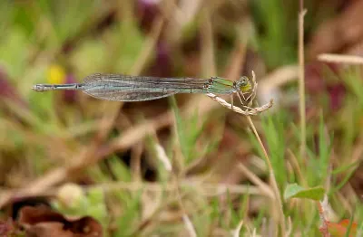 Pseudagrion rubriceps jigsaw puzzle