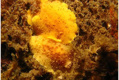 Geitodoris heathi