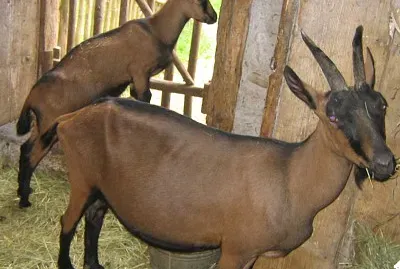 Bunte deutschee delziege