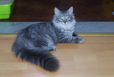Siberiano blue