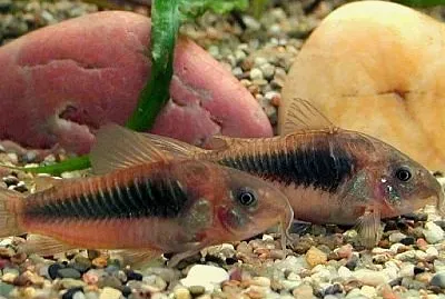 Corydoras aeneus jigsaw puzzle