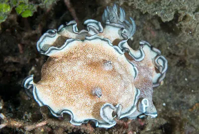 Glossodoris hikuerensis