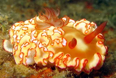 Glossodoris symmetricus