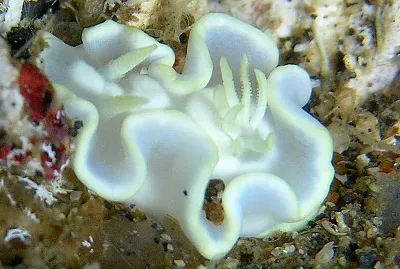 glossodoris pallida
