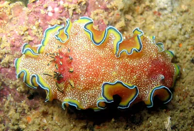 Glossodoris cincta jigsaw puzzle