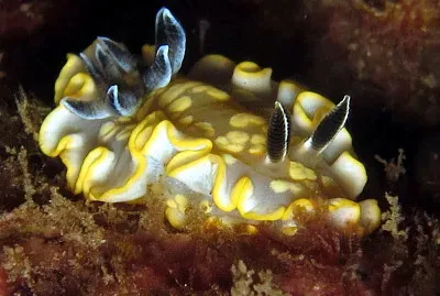 Glossidoris tomsmithi