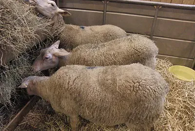 Berricon de l 'indre