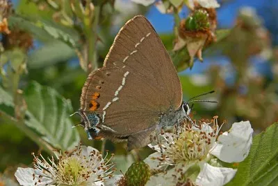 Satyrium titus