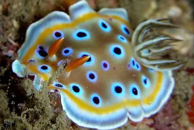 Goniobranchus geminus