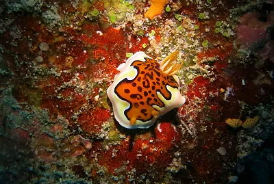 Goniobranchus gleniei