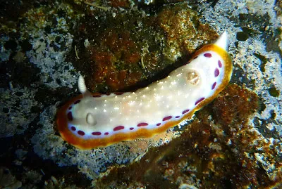Goniobranchus lekker